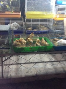 Need more chicks or ducks? Get them at the Festa!