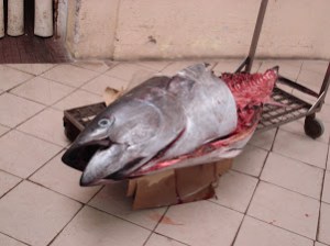 Last time I swim with the dolphins.